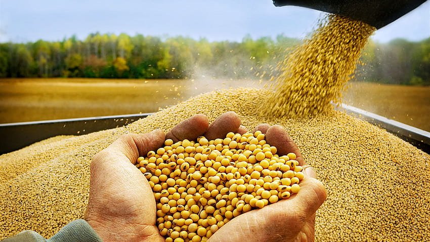 Soybean